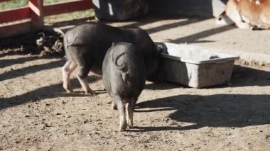 Yaban domuzları bir ağılda beslenir. Gün ışığı öğleden sonra bir çiftlikte parlarken.