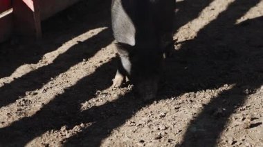 Yaban domuzu, gecenin erken saatlerinde etrafı gölgelerle çevriliyken pislik içinde avlanır.