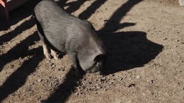 İnsanlar doğal ortamda izlerken yaban domuzları pis bir alanda yiyecek arıyor.