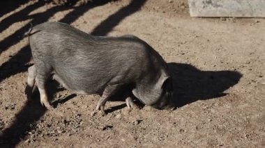 Yaban domuzu gün boyunca açık bir alanda yerde yiyecek arar.