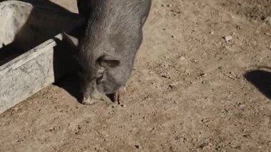 Yaban domuzu gün boyunca açık alanda beslenme alanına yaklaşır.