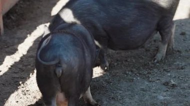 Yaban domuzları bir çiftlik ortamında barınaklarının yakınındaki çamurda yiyecek arıyorlar.