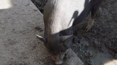 Yaban domuzları gün ortasında çamurlu zeminde doğal bir yaşam alanında yiyecek arar.