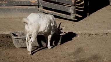 Güneşli bir öğleden sonra ahırdaki bir yalaktan keçi yiyor.