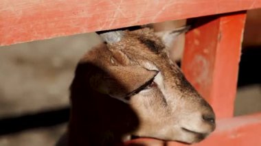 Keçi, güneşli bir öğleden sonra ahırdaki tahta çıtayı delip geçer.