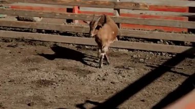 Keçi, güneşli bir günde çiftlikteki pis ağılda koşar.