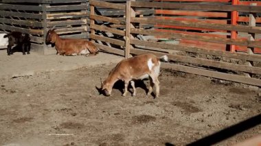 Gündüz vakti çiftlikte keçiler otluyor ve dinleniyor.