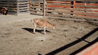 Kahverengi keçi kapalı bir çiftlik alanında güneşli öğleden sonra otlar.