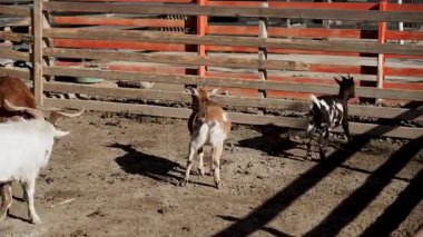 Keçiler ve çocuklar arka planda güneş ışığı olan çiftlik ortamında kalemi keşfediyorlar.