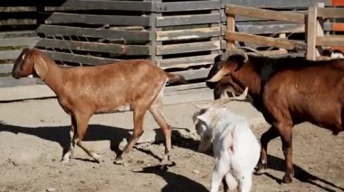Çiftlik hayvanları gün ışığında ahşap çitlerle çevrili bir alanda yürüyorlar.
