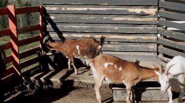 Gündüz vakti çiftlikte açık bir ağılda dolaşan keçiler.