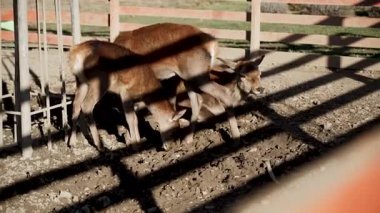 Young deer feeding in an enclosure during the afternoon at a wildlife park