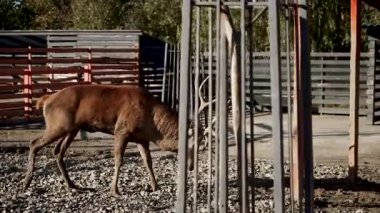 Ren geyikleri sonbahar öğleden sonrası güneşinde kırsal bir alanda çitli bir alana yakın yürürler.
