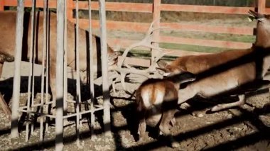 Beyaz kuyruklu geyik, öğleden sonra güneş ışığı altında bir muhafaza altında