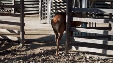Geyik, öğleden sonra bir çiftliğin yakınındaki tarlada dinleniyor.