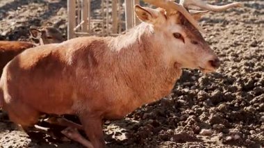 Geyik, öğleden sonra bir çiftliğin yakınındaki tarlada dinleniyor.