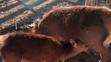 Geyik, yerel bir vahşi yaşam sığınağında öğleden sonra etkileşime girer.