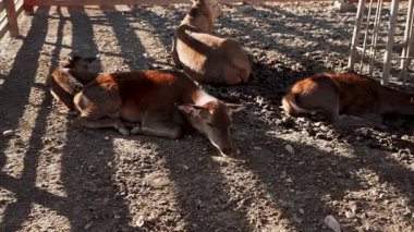 Kırsal kesimde güneşli bir öğleden sonra bir tarlada dinlenen geyik.