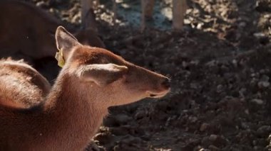 Öğleden sonra bir geyiğin doğal ortamında dinlenmesini izlemek.