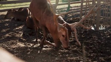 Deer foraging in a farm area during the afternoon light in early autumn