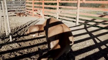 Kapalı alanda geyik güneşli bir öğleden sonranın tadını çıkarıyor ve yerde gölgeler var