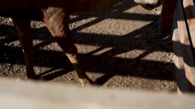 Geyik, öğleden sonra güneşli bir havada sessizce otlar.