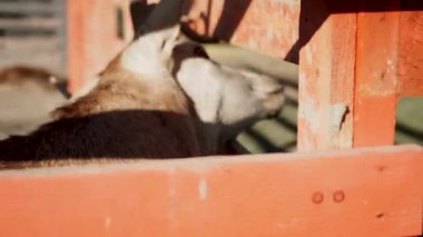 Güneşli bir günde ahşap bariyerlerle çevrili bir çiftlikteki hayvanlar.