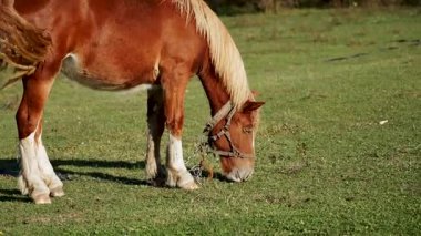 Kırsal kesimde güneşli bir günde açık arazide at otluyor.