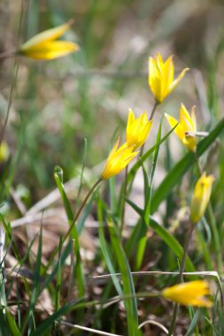 Sarı lale yakın plan.