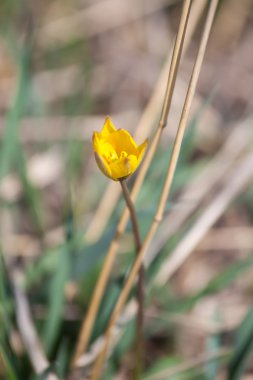 Sarı lale yakın plan.