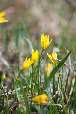 Sarı lale yakın plan.