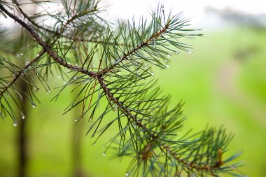 Karla kaplı köknar dalı