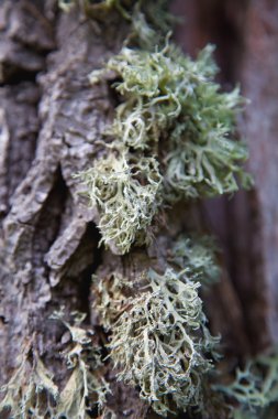 ağaç portre üzerinde liken