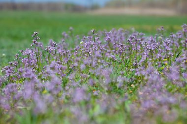 Menekşe çiçek alanı