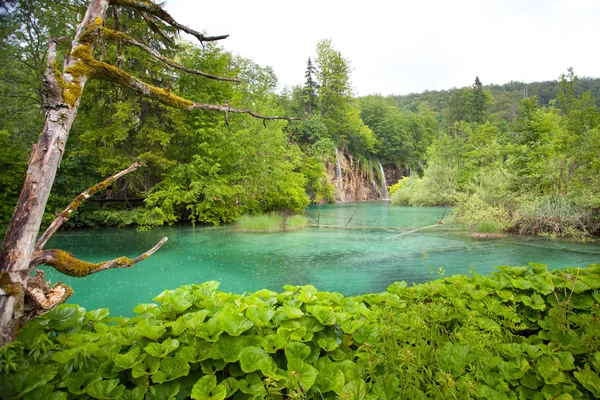 Turquoise Plitvice Lakes — Stock Photo, Image