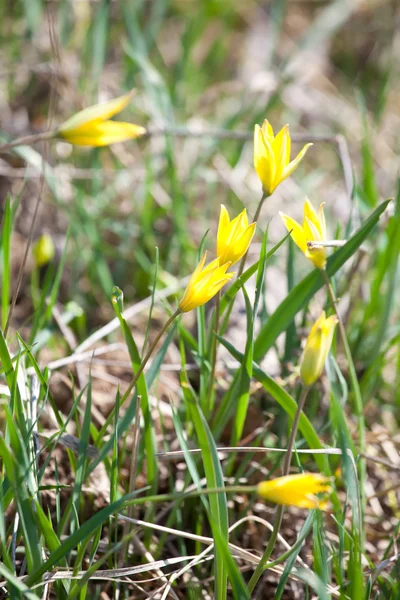 Gros plan sur la tulipe jaune — Photo