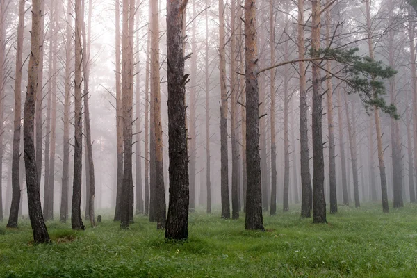 Kabut di hutan konifer, pagi, setelah hujan — Stok Foto