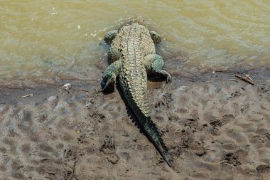Arkasından, bir Amerikan timsahı (Crocodylus acutus) Kosta Rika 'da bir nehre girer. Kafası zaten suda..