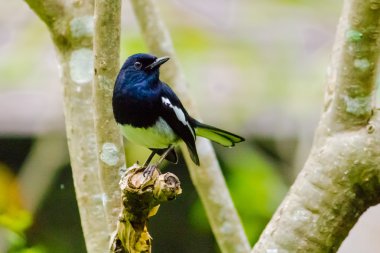 Çiçek küçük kuş 