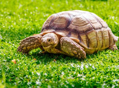 Yeşil çayır on turtle
