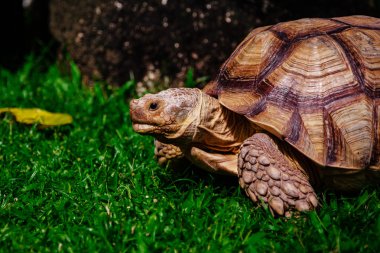 Yeşil çayır on turtle