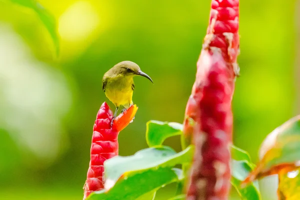 A virág kis madár — Stock Fotó