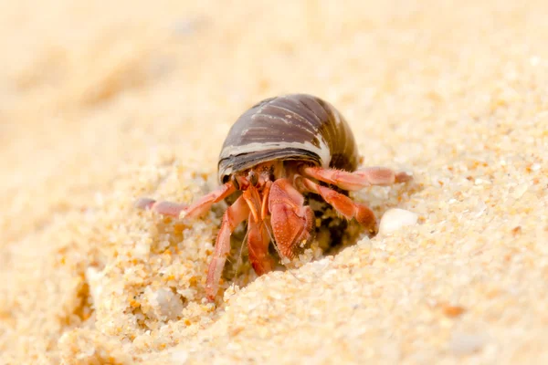 Poustevník krab na pláži Phuketu — Stock fotografie