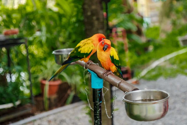 Pár sárga papagáj — Stock Fotó