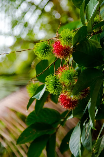 Piros trópusi gyümölcsök — Stock Fotó
