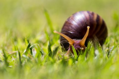 Salyangoz çimenlerin üzerinde kapat