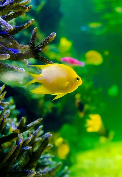 Gele vissen in het aquarium — Stockfoto