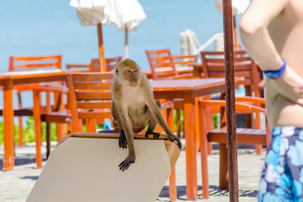 Μαϊμού υποστηρίζοντας τις τουριστικές — Φωτογραφία Αρχείου