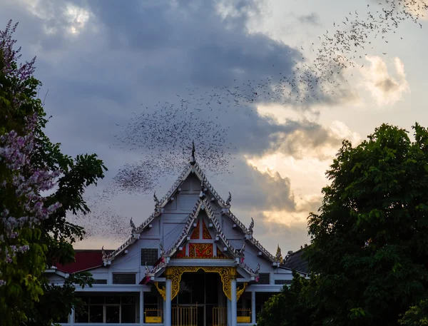 Million Bats at Thailand — Stock Photo, Image