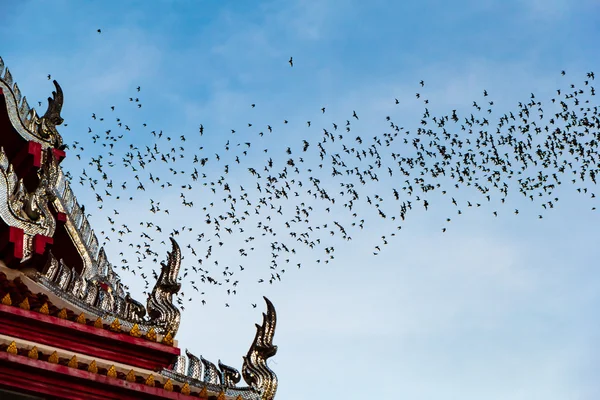 Millionen Fledermäuse in Thailand Stockbild